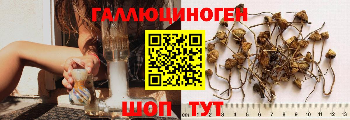 Галлюциногенные грибы MAGIC MUSHROOMS  Печора  Галлюциногенные грибы Psilocybine cubensis 