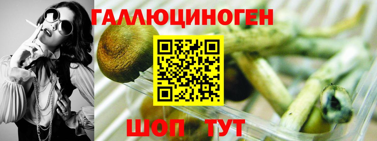 Галлюциногенные грибы Psilocybe Печора